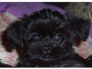 a dog of breed affenpinscher