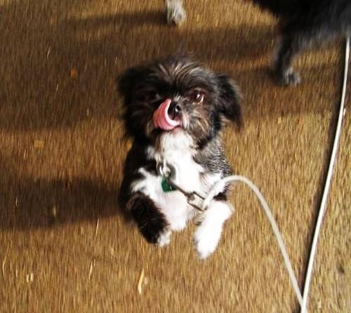 a dog of breed affenpinscher