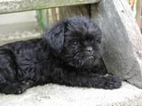 A dog image from https://images.dog.ceo/breeds/affenpinscher/n02110627_11584.jpg