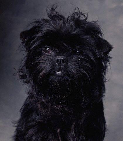 A dog image from https://images.dog.ceo/breeds/affenpinscher/n02110627_11620.jpg