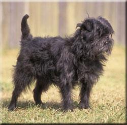 A dog image from https://images.dog.ceo/breeds/affenpinscher/n02110627_12025.jpg