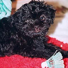 A dog image from https://images.dog.ceo/breeds/affenpinscher/n02110627_12556.jpg