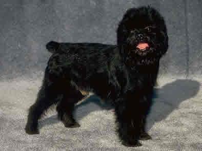 A dog image from https://images.dog.ceo/breeds/affenpinscher/n02110627_12913.jpg