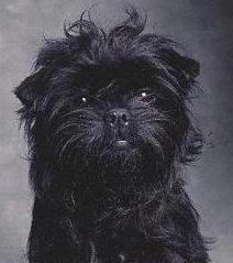 A dog image from https://images.dog.ceo/breeds/affenpinscher/n02110627_12997.jpg