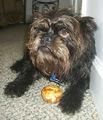 A dog image from https://images.dog.ceo/breeds/affenpinscher/n02110627_13453.jpg