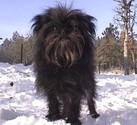 affenpinscher