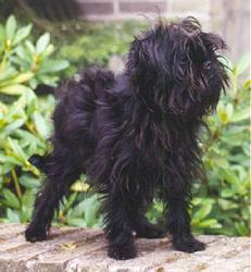 A dog image from https://images.dog.ceo/breeds/affenpinscher/n02110627_2327.jpg