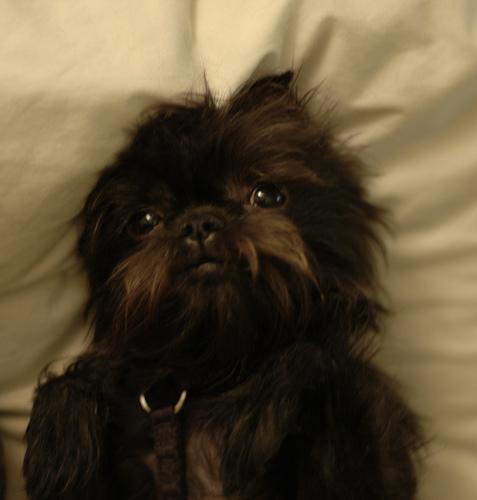 A dog image from https://images.dog.ceo/breeds/affenpinscher/n02110627_2416.jpg