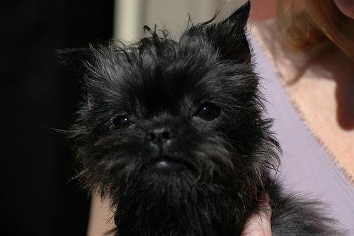 A dog image from https://images.dog.ceo/breeds/affenpinscher/n02110627_2997.jpg