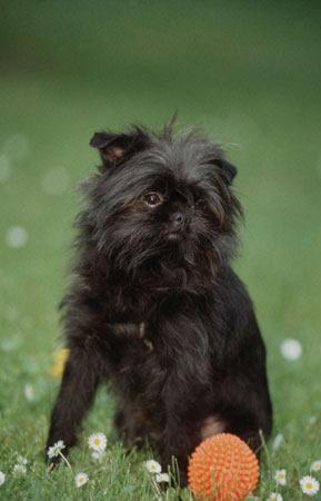 A dog image from https://images.dog.ceo/breeds/affenpinscher/n02110627_3032.jpg