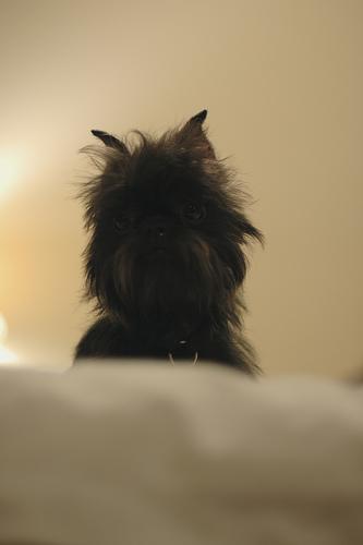 affenpinscher