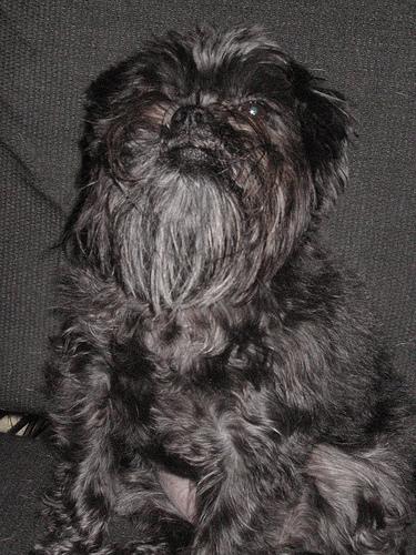 A dog image from https://images.dog.ceo/breeds/affenpinscher/n02110627_475.jpg