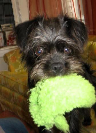 A dog image from https://images.dog.ceo/breeds/affenpinscher/n02110627_6310.jpg