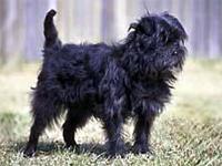 A dog image from https://images.dog.ceo/breeds/affenpinscher/n02110627_6991.jpg