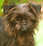 A dog image from https://images.dog.ceo/breeds/affenpinscher/n02110627_735.jpg