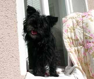 A dog image from https://images.dog.ceo/breeds/affenpinscher/n02110627_7612.jpg