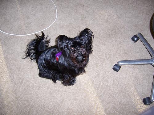 A dog image from https://images.dog.ceo/breeds/affenpinscher/n02110627_7694.jpg