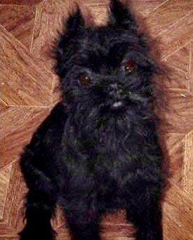 A dog image from https://images.dog.ceo/breeds/affenpinscher/n02110627_8071.jpg