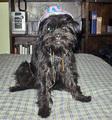 A dog image from https://images.dog.ceo/breeds/affenpinscher/n02110627_8250.jpg