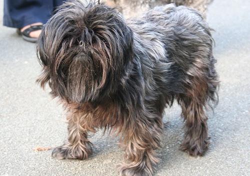 A dog image from https://images.dog.ceo/breeds/affenpinscher/n02110627_8856.jpg