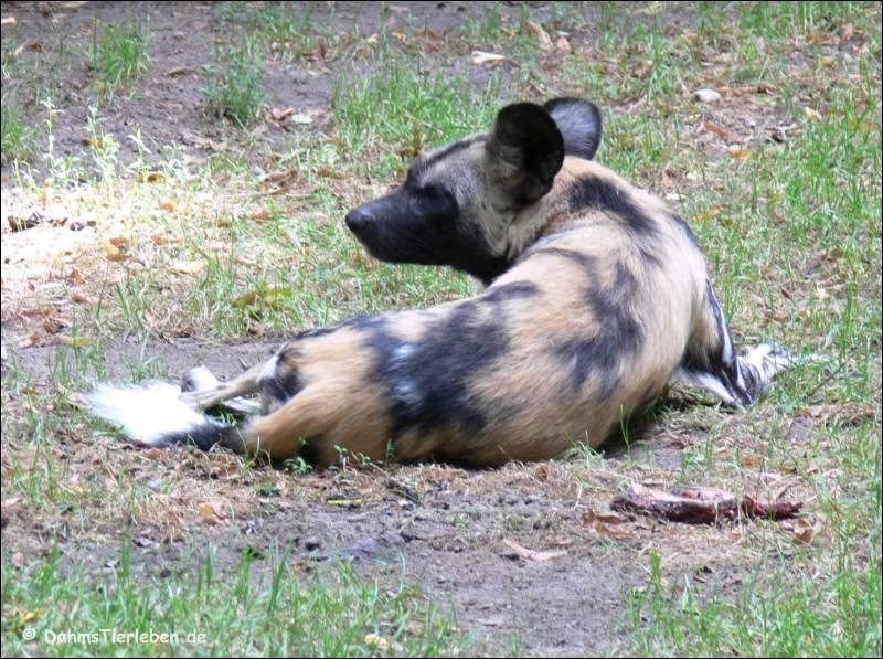 A dog image from https://images.dog.ceo/breeds/african-wild/n02116738_10895.jpg