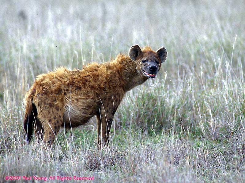 A dog image from https://images.dog.ceo/breeds/african-wild/n02116738_1105.jpg