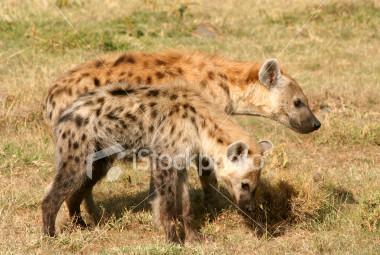 A dog image from https://images.dog.ceo/breeds/african-wild/n02116738_1180.jpg