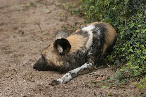 A dog image from https://images.dog.ceo/breeds/african-wild/n02116738_1398.jpg