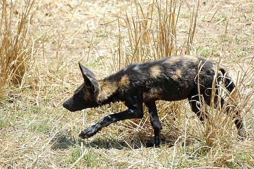 A dog image from https://images.dog.ceo/breeds/african-wild/n02116738_1591.jpg