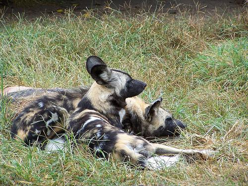 A dog image from https://images.dog.ceo/breeds/african-wild/n02116738_1627.jpg