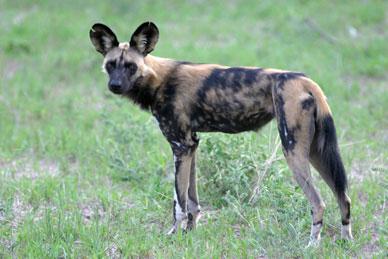 A dog image from https://images.dog.ceo/breeds/african-wild/n02116738_1739.jpg