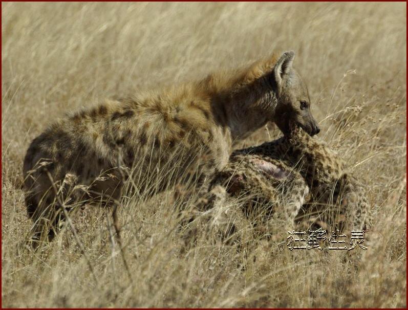 A dog image from https://images.dog.ceo/breeds/african-wild/n02116738_2344.jpg