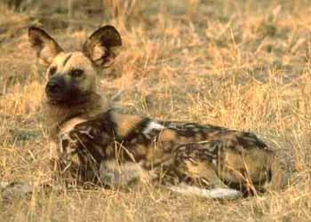 A dog image from https://images.dog.ceo/breeds/african-wild/n02116738_2435.jpg