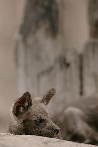 animal