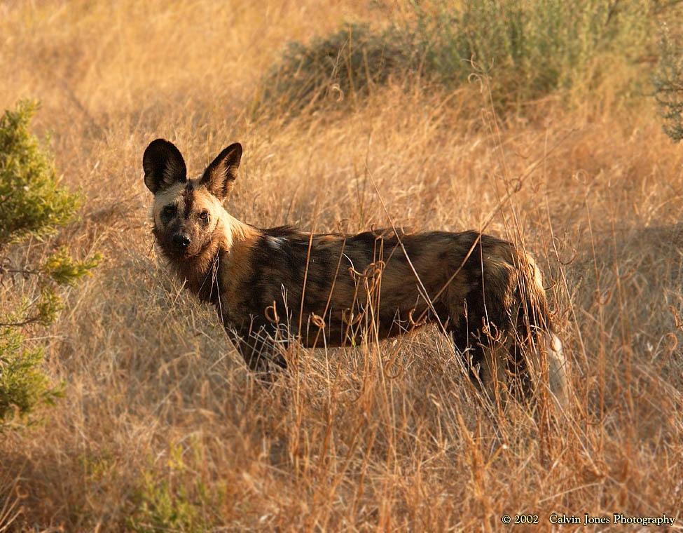 A dog image from https://images.dog.ceo/breeds/african-wild/n02116738_2757.jpg