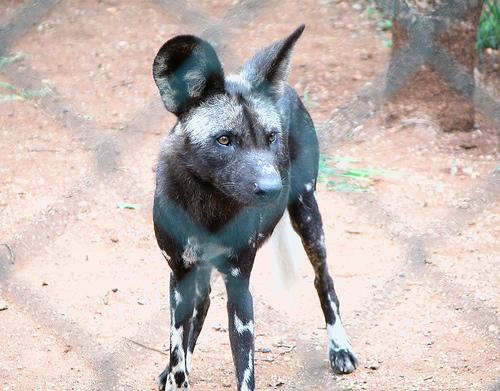 A dog image from https://images.dog.ceo/breeds/african-wild/n02116738_2770.jpg