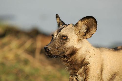 A dog image from https://images.dog.ceo/breeds/african-wild/n02116738_291.jpg