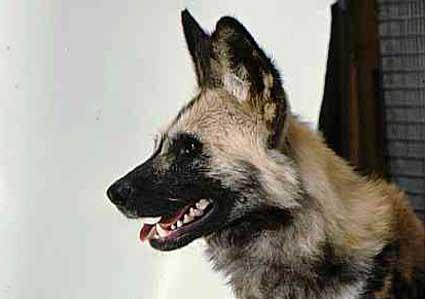 A dog image from https://images.dog.ceo/breeds/african-wild/n02116738_2988.jpg