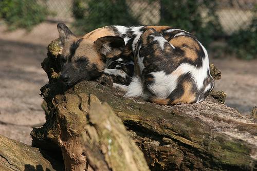 A dog image from https://images.dog.ceo/breeds/african-wild/n02116738_3024.jpg