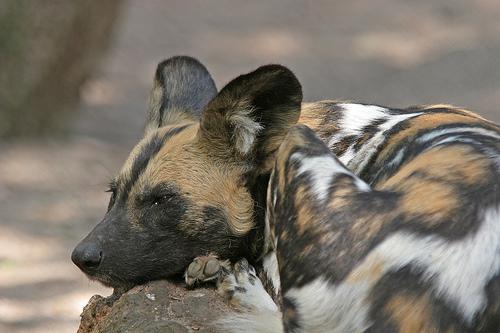 animal