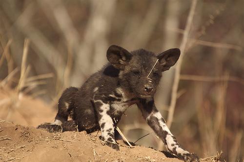 Random african dog