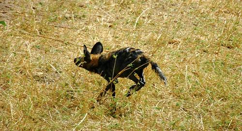 A dog image from https://images.dog.ceo/breeds/african-wild/n02116738_385.jpg