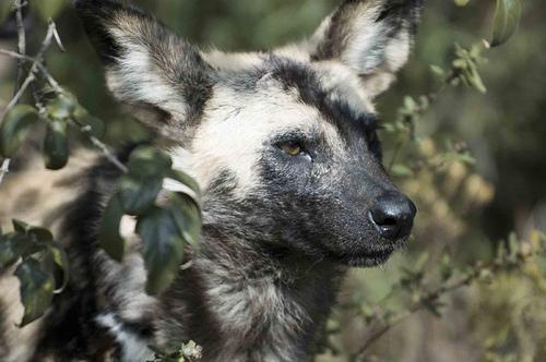 A dog image from https://images.dog.ceo/breeds/african-wild/n02116738_4098.jpg