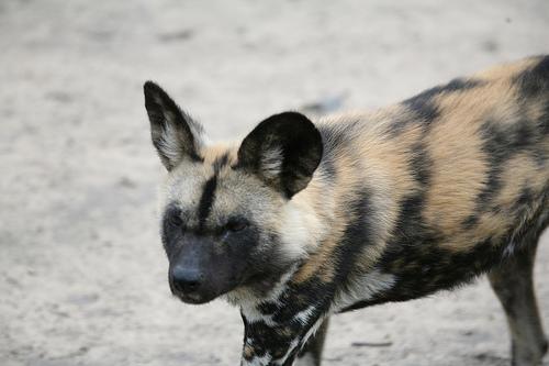 A dog image from https://images.dog.ceo/breeds/african-wild/n02116738_4115.jpg