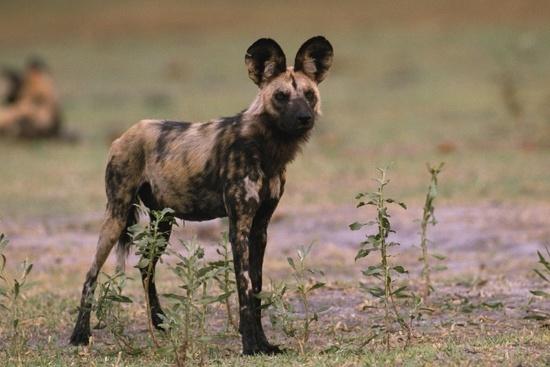 A dog image from https://images.dog.ceo/breeds/african-wild/n02116738_4461.jpg