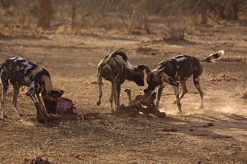 A dog image from https://images.dog.ceo/breeds/african-wild/n02116738_4508.jpg