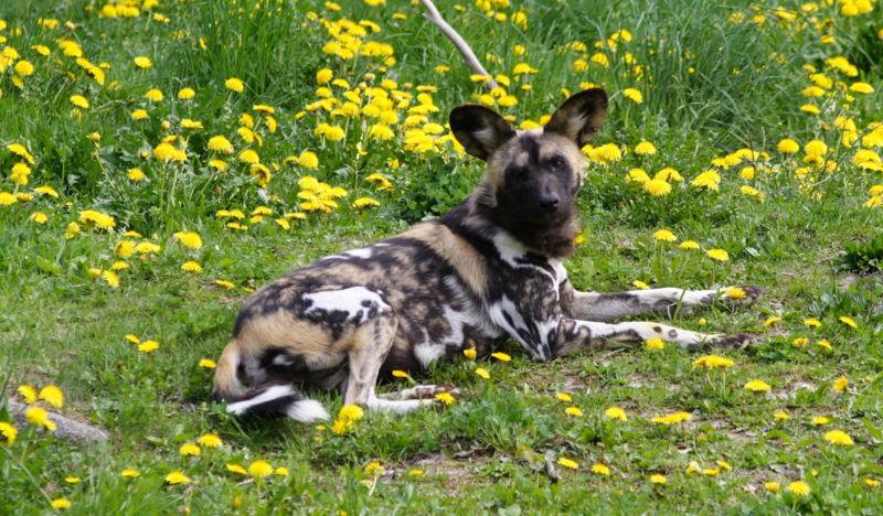 A dog image from https://images.dog.ceo/breeds/african-wild/n02116738_4734.jpg