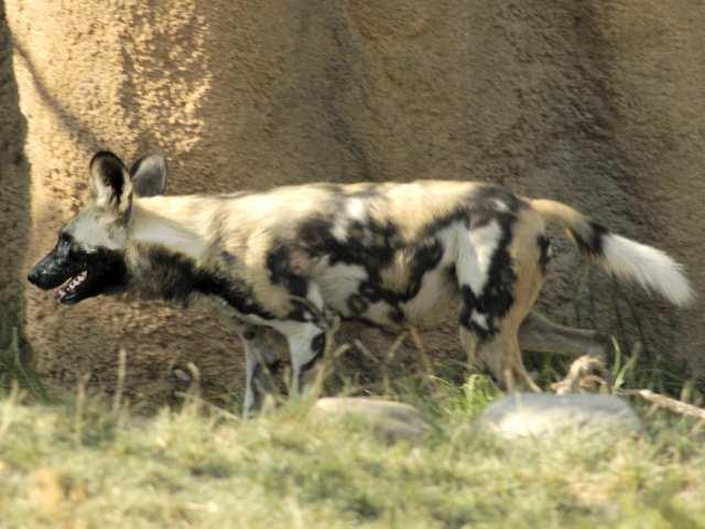 A dog image from https://images.dog.ceo/breeds/african-wild/n02116738_4742.jpg