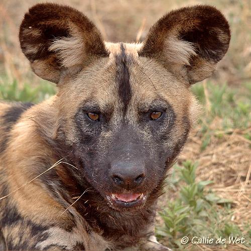 A dog image from https://images.dog.ceo/breeds/african-wild/n02116738_4834.jpg