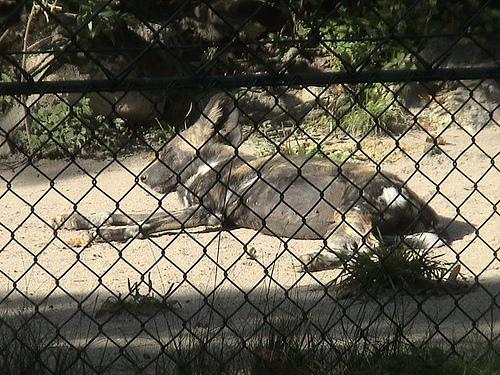 A dog image from https://images.dog.ceo/breeds/african-wild/n02116738_5068.jpg